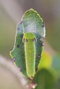 Foxy Emperor (Charaxes jasius) Royalty Free Stock Photo