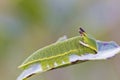 Foxy Emperor (Charaxes jasius) Royalty Free Stock Photo