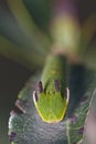 Foxy Emperor (Charaxes jasius) Royalty Free Stock Photo