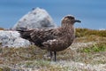 Close view of Arctic Great Skua Stercorarius skua Iceland