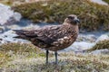 Close view of Arctic Great Skua Stercorarius skua Iceland