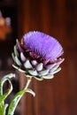 close view of artichoke flower in a vase