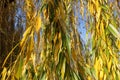 Close view of autumnal foliage of weeping willow