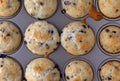 Close view of baked mini blueberry muffins in a pan Royalty Free Stock Photo