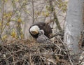 Adult and juvenile eagle in a nest.