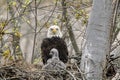 Adult and juvenile eagle in a nest.