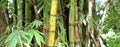 Close view bamboo plant. Green Bamboo