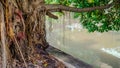 banyan tree beside the urban river. Royalty Free Stock Photo