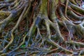 Close view of banyan tree roots after the rain Royalty Free Stock Photo