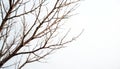 Close view of bare tree branches against white background. Intricate, sharp woody patterns create abstract graphic art. Natural Royalty Free Stock Photo