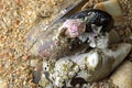 Close view of barnacle shells and tufts of seaweed on the back of an empty bivalve black mussel shell. Royalty Free Stock Photo