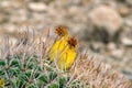 Close view of barrel cactus with yellow flower on top and visible spikes on exterior with sand and desert background Royalty Free Stock Photo