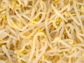Close view bean sprouts