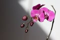 Close view of beauitful pink orchids in bloom and buds