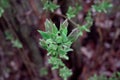 close view of beautiful botanical shot, fresh leafs