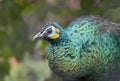 Close view of a beautiful, displaying male peacock