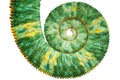 Close view of a beautiful green colorful chamaeleo calyptratus tail revealing the mathematic fibonacci spiral curve Royalty Free Stock Photo