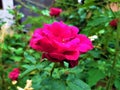 A Close View of Beautiful Red Rose & Green Leaves Royalty Free Stock Photo