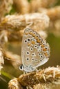 Southern Brown Argus (Aricia cramera) butterfly Royalty Free Stock Photo