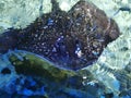 Close view of a beautiful Stingray swimming Royalty Free Stock Photo