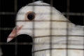 Close view of beautiful white feathered domestic pigeon with glowing eye and beak under a prison in a night in India. Royalty Free Stock Photo