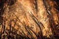 Close view of a big forest fire Royalty Free Stock Photo