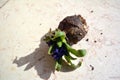 Close view of Big Hyacinth bulbs