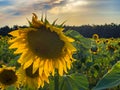 Close view of a big sunflower, sunset in the background