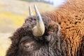 Close view of a bison head