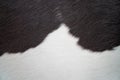 Close view of black and white cow fur texture