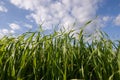 Close view of blades grasses Royalty Free Stock Photo