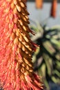 Close view of blooming orange and red aloe flower, selective focus Royalty Free Stock Photo