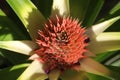 Pineapple flower Royalty Free Stock Photo