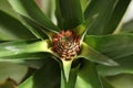 Pineapple flower Royalty Free Stock Photo