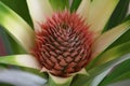 Pineapple flower Royalty Free Stock Photo