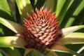 Pineapple flower Royalty Free Stock Photo