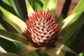 Pineapple flower Royalty Free Stock Photo
