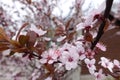 Close view of blossoming branch of Prunus pissardii Royalty Free Stock Photo