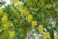 Close view of blossoming branches of Berberis vulgaris