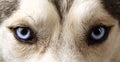 Close view of blue eyes of an Husky Royalty Free Stock Photo