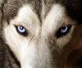 Close view of blue eyes of an Husky Royalty Free Stock Photo