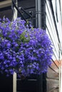 Close in view of blue flowers in Volendam