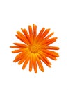 Close view of bright orange Calendula flower with rain drops on its petals, isolated on the white background Royalty Free Stock Photo