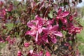 Close view of pink of crab apple in April