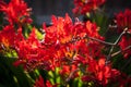 Crocosmia Lucifer flowers backlit