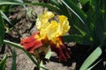 Close view of yellow and red flower of bearded iris