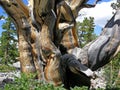 Close view of a Bristlecone Pine tree in the Great Basin National Park, NV Royalty Free Stock Photo