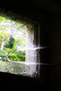 Close view of broken window covered in cobwebs with sunlight shining through green leaves Royalty Free Stock Photo