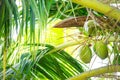 Close view of bunch of young coconuts Royalty Free Stock Photo