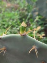 Cactus flower bud Royalty Free Stock Photo